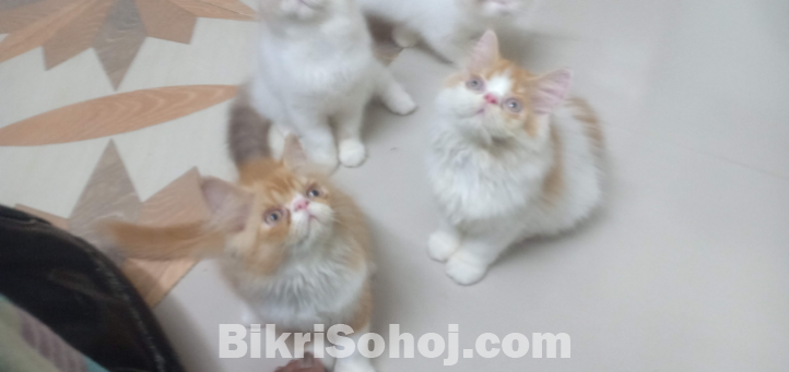 Kitten sale hobe